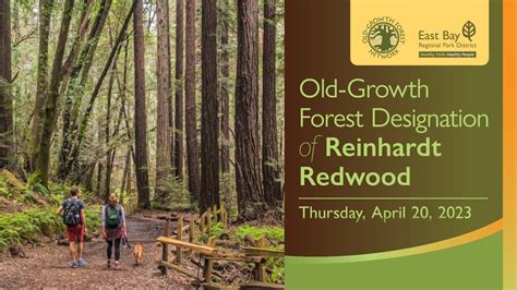 Reinhardt Redwood Regional Park Joins National Old-Growth Forest Network - YouTube