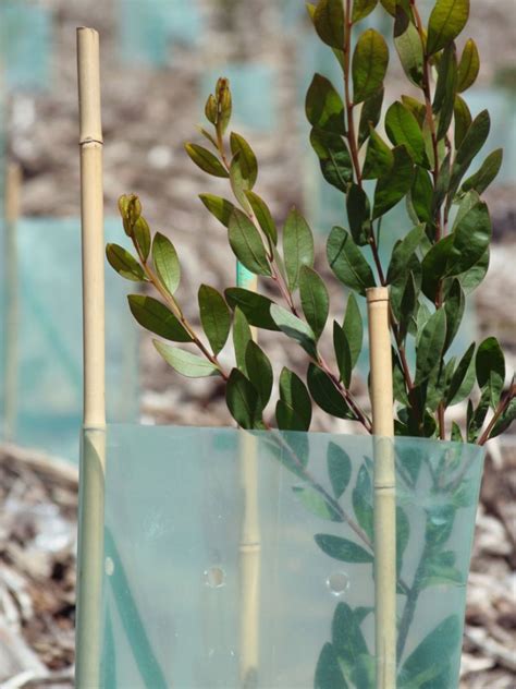 Eucalyptus Propagation Seed Growing And Rooting Eucalyptus Cuttings