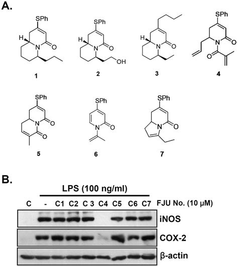 Structure And Inhibitory Effect Of Fju Series Compounds On Inos And