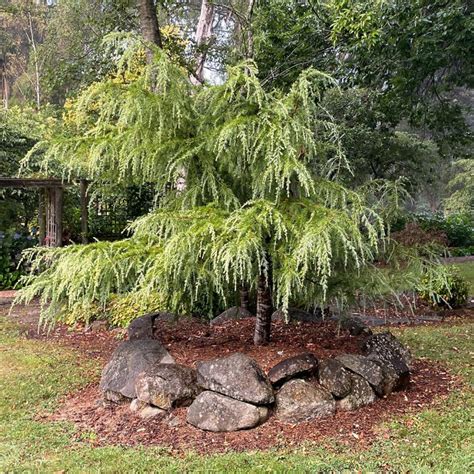 Cedrus Deodara Aurea Pendula A Small Weeping Tree