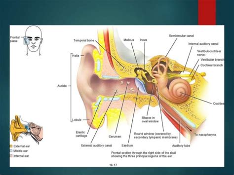 Middle ear