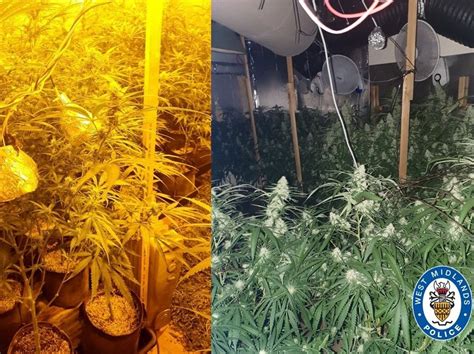 Two Arrested After Hundreds Of Cannabis Plants Found Inside