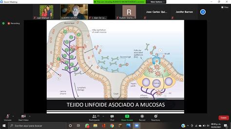 Tejido Linfoide Asociado A Mucosas YouTube