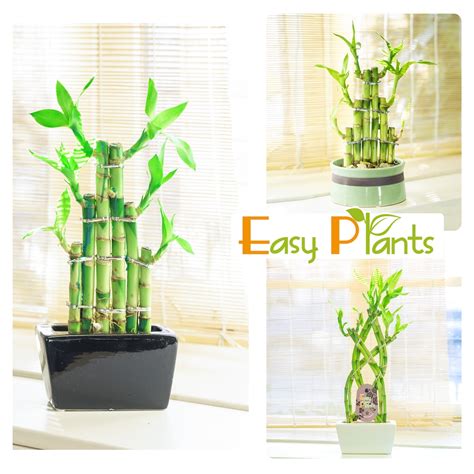 Lucky Bamboo Ribbon Plant Evergreen Indoor Bonsai In Flat Ceramic Pot