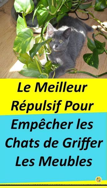 Lorsque Vous Gardez Un Chat Dans La Maison Vous Devez Vous Attendre