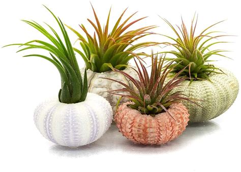 Sea Urchin And Airplant Assortment With 4 Sea Urchins And 4 Tillandsia