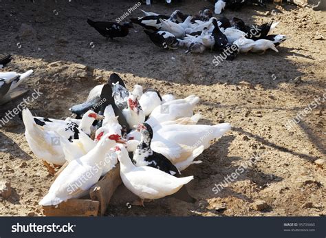 Muscovy Duck In Farm Stock Photo 95703460 : Shutterstock