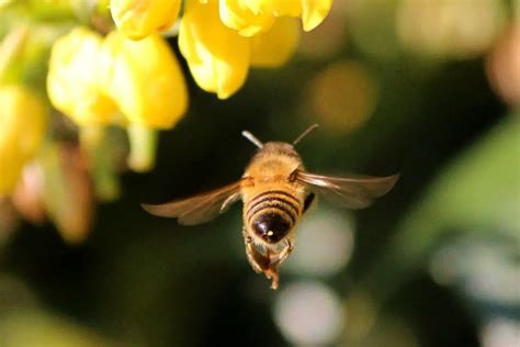 Qué Son Las Abejas Exploradoras Funciones De Las Abejas Melíferas