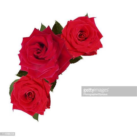 Red Rose Border Imagens E Fotografias De Stock Getty Images