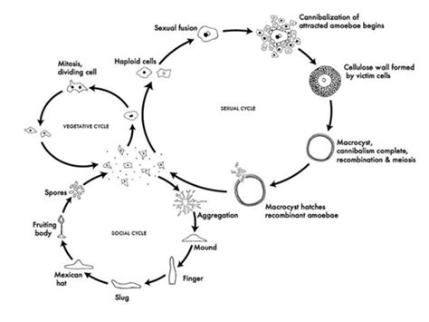 ­3 D Discoideum Life Cycle Vegetative Cycle Haploid Amoeba Dividing Download Scientific