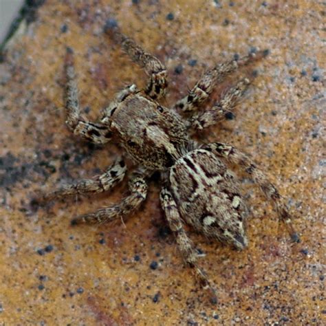 Plexippus Paykulli Pantropical Jumping Spider Pantropical Jumper