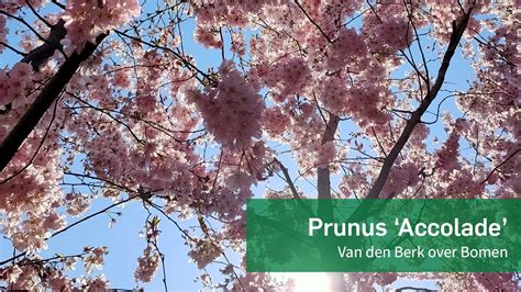 Prunus Accolade Van Den Berk Over Bomen YouTube