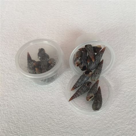 Batillaria Multiformis Small 63 Malaysiaseashell