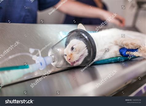 Cat Sedation Mask Before Entering Surgery Stock Photo 1440395258