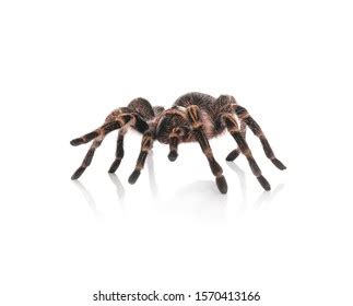 Aphonopelma Images Stock Photos D Objects Vectors Shutterstock