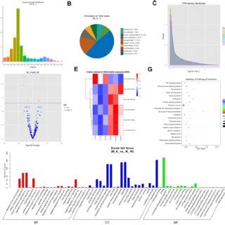 Prediction And Function Analysis Of Lncrna Target Genes A Lncrna