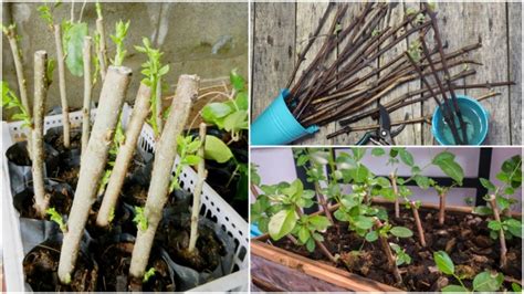 40 Plants To Propagate From Hardwood Cuttings & How To Do It