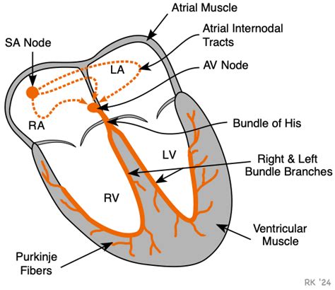 Cv Physiology Altered Impulse Conduction