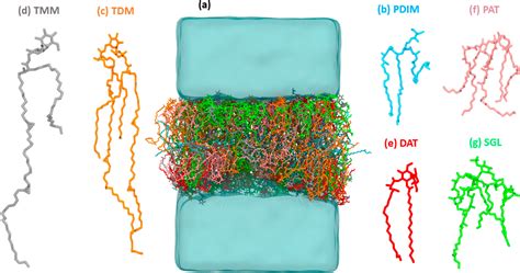 Molecular Modeling And Simulation Of The Mycobacterial Cell Envelope