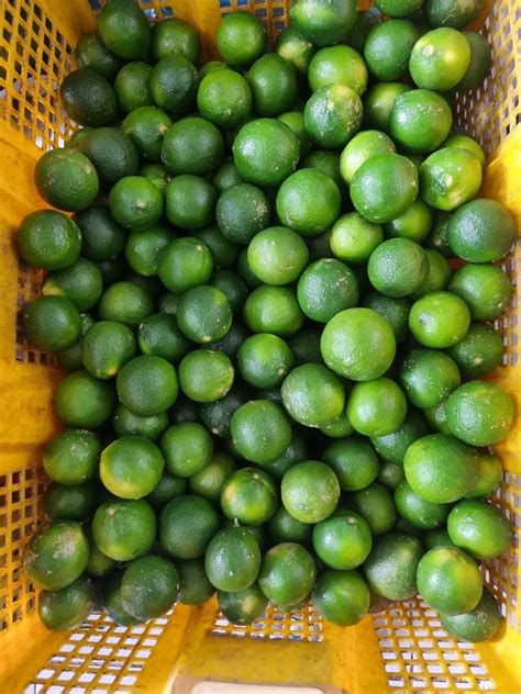 Fresh Seedless Lime Export From Vietnam 100 Organic Lime Without