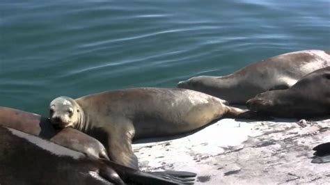 Sea Lions Santa Cruz Wharf Youtube