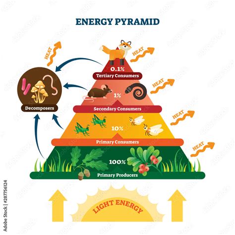 Energy Pyramid Vector Illustration Labeled Biomass Representation