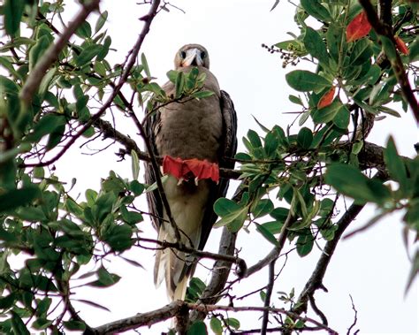 NATURAL HERITAGE, CAYMAN ISLANDS | Discover & Protect Nature - Join Us