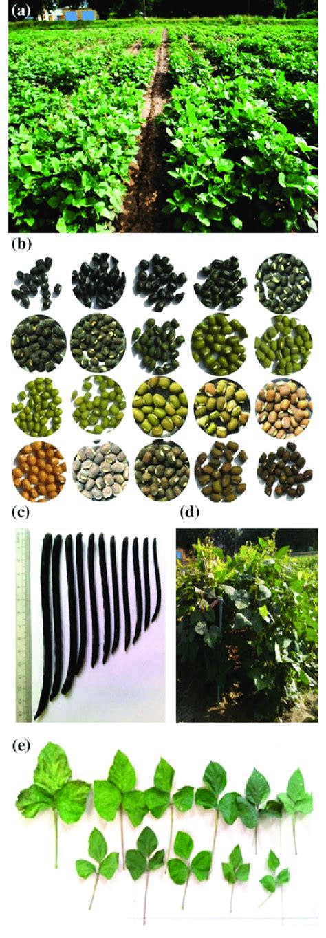 3 Highlights Of Phenotypic Variation Present In Mungbean Gene Pool A