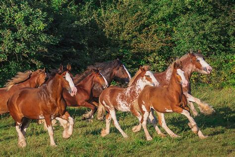 The Clydesdale: A Majestic and Powerful Horse