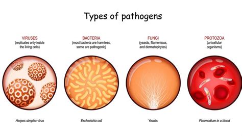 Microorganisms And Diseases — Lesson Science State Board Class 6