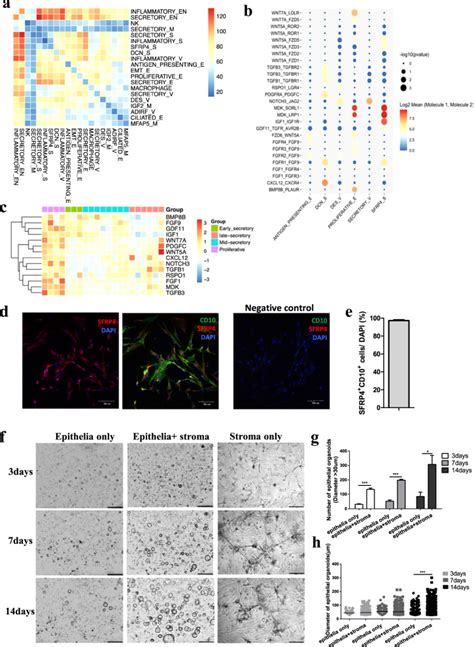 Sfrp4 Stromal Cell Subpopulation With Igf1 Signaling In Human