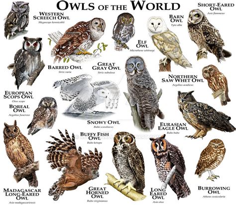 Owls A Classification Of The 200 Species Nature Blog Network