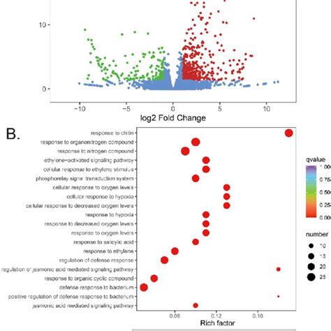 Identifcation Of Degs Between Cn Treated Vs Control A Volcano Plot