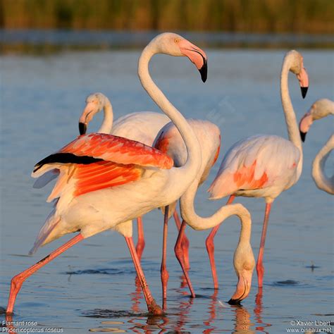 Flamant Rose Adulte Lixa