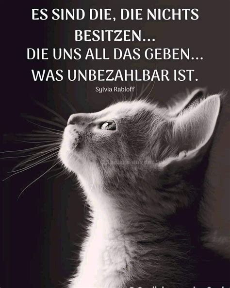 Pin Von Christina Auf Katzen Spr Che Tiere Spr Che Katze Baby Katzen