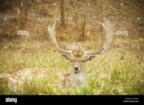 Male Deer With Antlers The Olympic Game Farm Sequiem Olympic