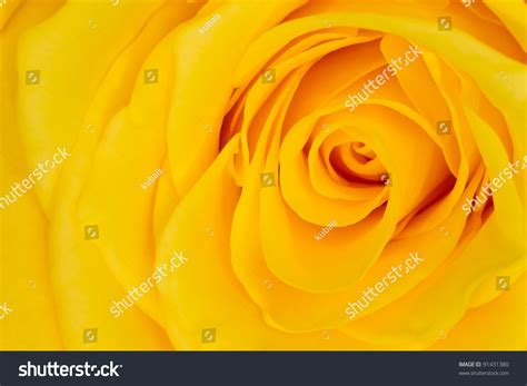 Yellow Rose Petals Close Up Stock Photo 91431380 : Shutterstock