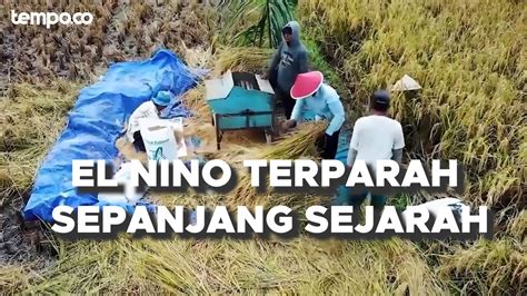 Tempo Explain Harga Beras Bikin Publik Kelimpungan Youtube