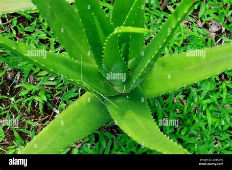 Lidah buaya hi-res stock photography and images - Alamy