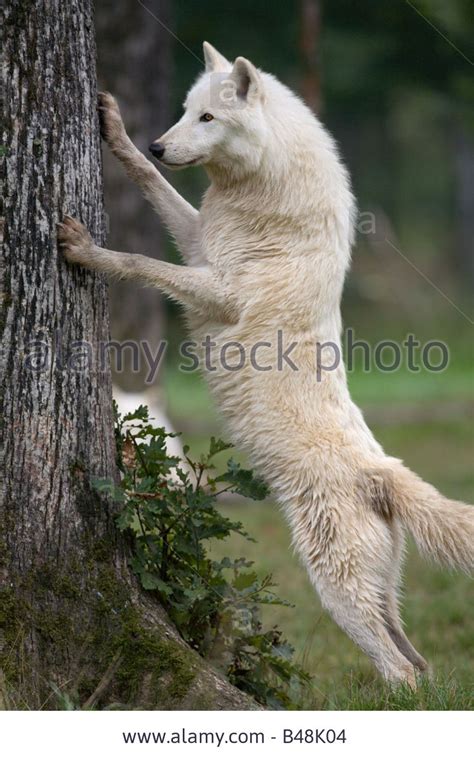 Stock Photo Arctic Tundra Wolf Stand Up Right On A Tree Arctic Tundra