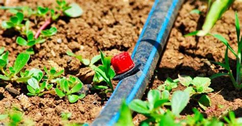 7 Best Drip Irrigation System Review And Buying Guide Geartrench