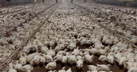 Tyson Foods Investigator Exposes Myth Of Free Range Chicken