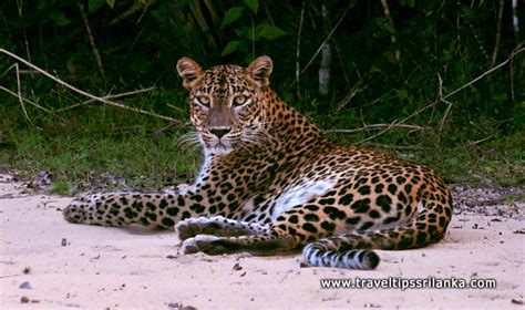 Wilpattu National Park Information for Exclusive Safari Planning