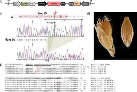 Conversion Of Hulled Into Naked Barley By Cas Endonuclease Mediated