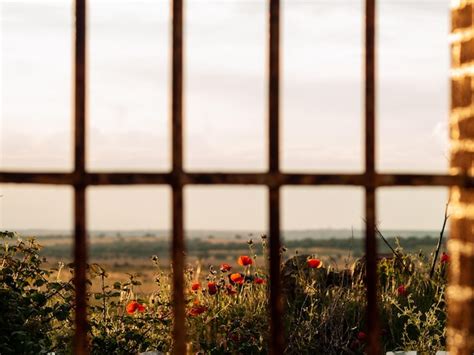 Plantas Que Crecen En El Campo Contra El Cielo Visto A Trav S De La