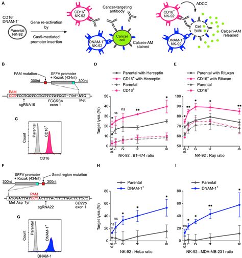 Frontiers Enhanced NK 92 Cytotoxicity By CRISPR Genome Engineering