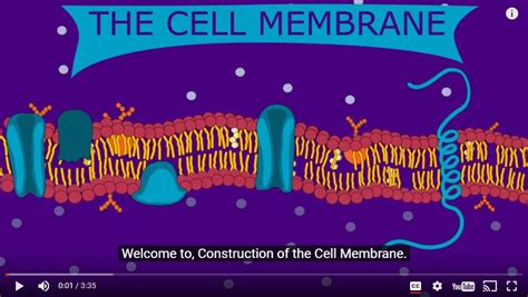 Construction of the Cell Membrane (Video) - Wisc-Online OER