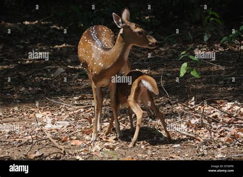 Spotted Deer The chital or cheetal, also known as chital deer, spotted ...