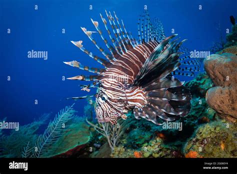 Lion Fish Swimming Hi Res Stock Photography And Images Alamy