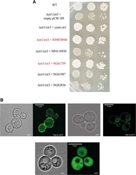 Naegleria Fowleri Life Cycle